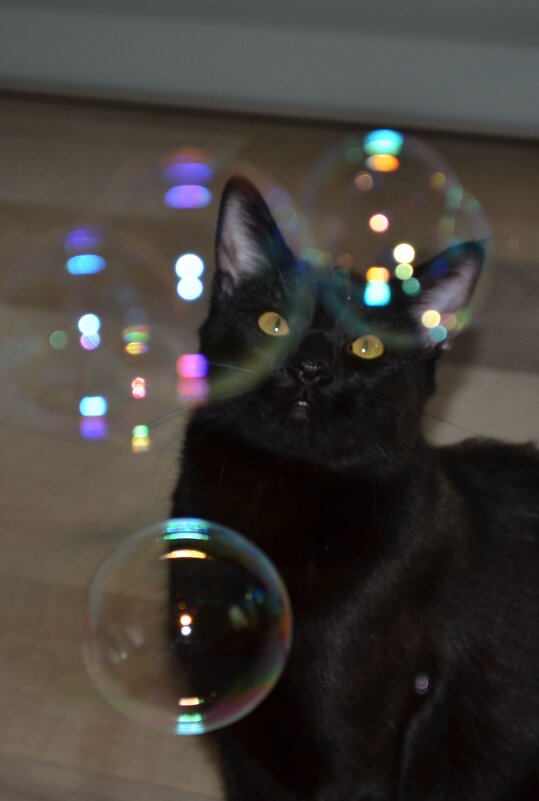 Котик в пузырях. - Ольга Скляренко