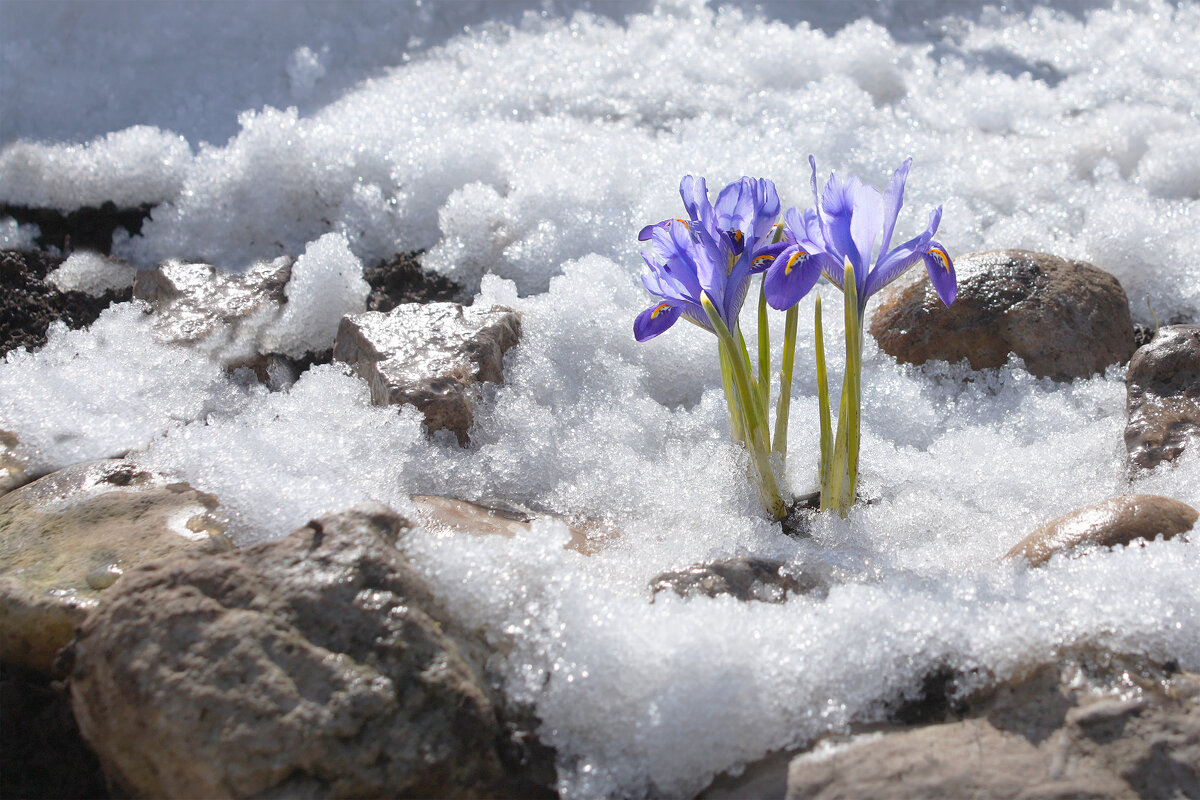 Последний снег и первые цветы... - Olenka 