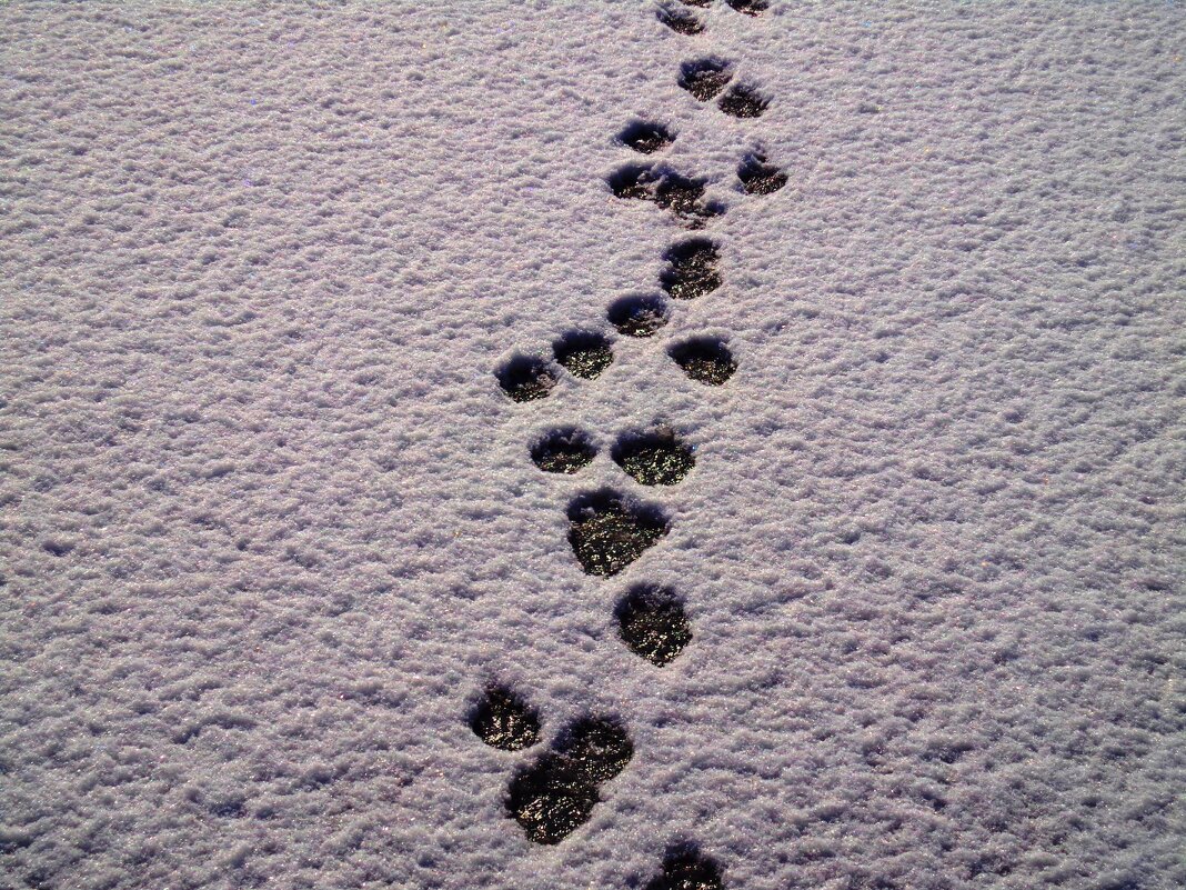 Следы по первому снегу - Любушка 