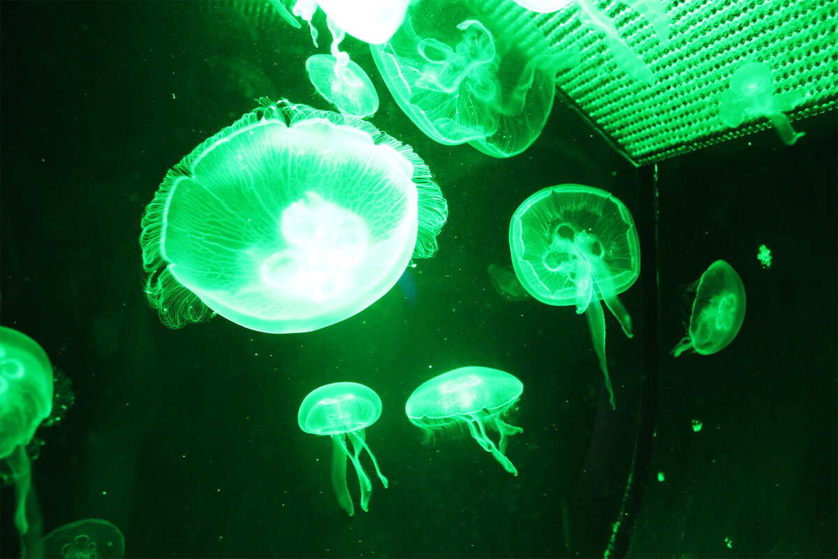 медузы зеленые (неон) - Любовь ***