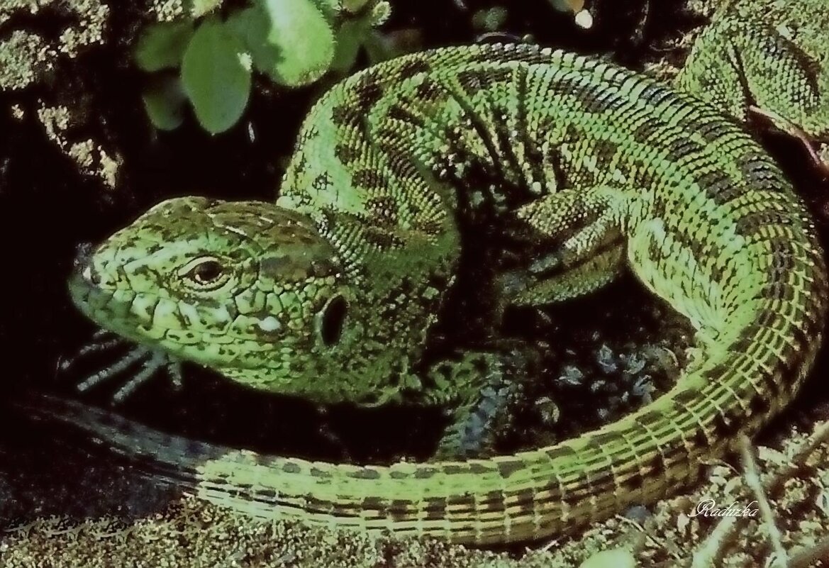 Lacerta agilis - Raduzka (Надежда Веркина)