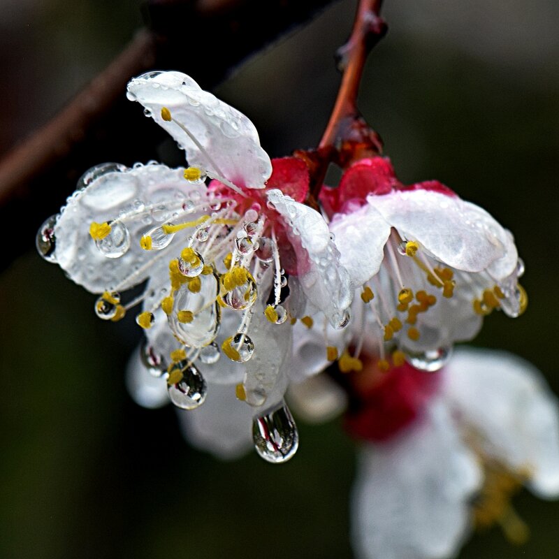 Цветки урюка под дождем-2 - Асылбек Айманов