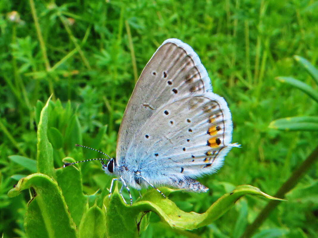 *Голубянка аргиад, голубянка короткохвостая - vodonos241 