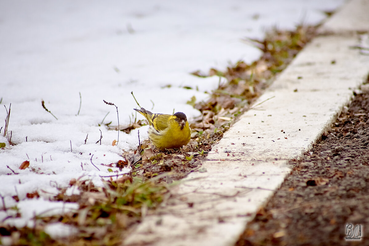 Чиж (лат. Carduelis spinus) - Владислав Левашов