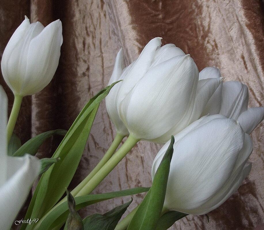 Ах, эти белые тюльпаны! В них целомудрие весны... И речи те, что так обманны, приходят постоянно в - Freddy 97