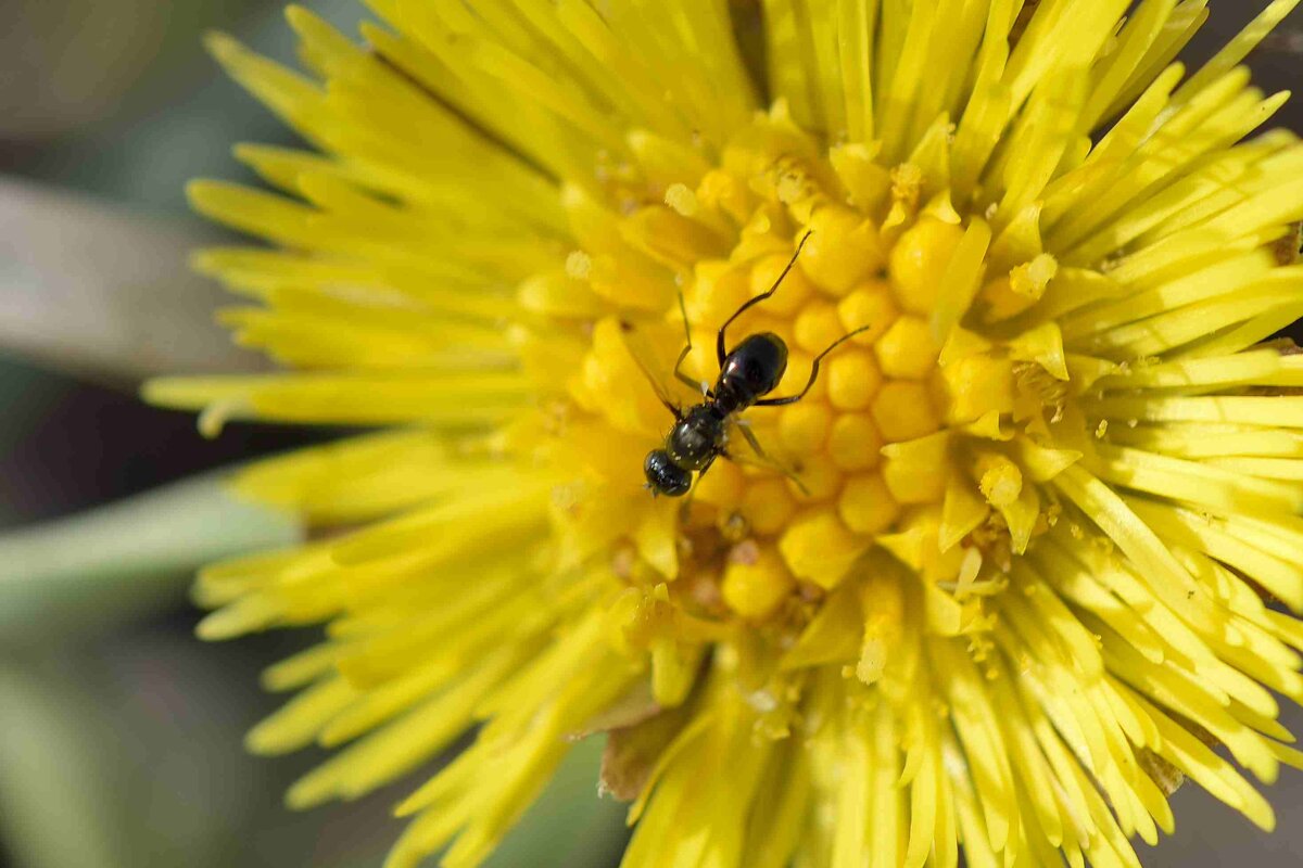 Муха Муравьевидка (Sepsidae sp.) - Владимир 