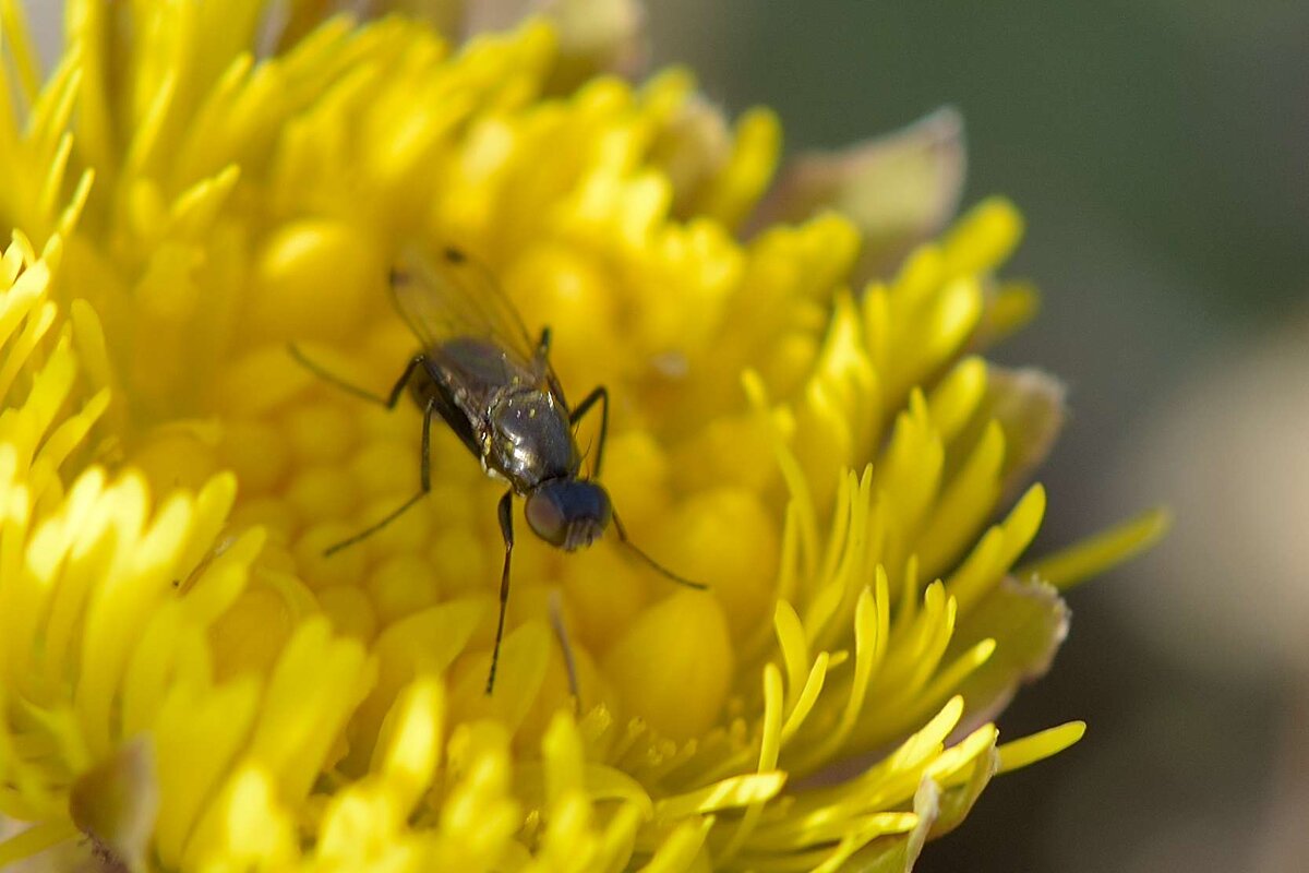 Муха Муравьевидка (Sepsidae sp.) - Владимир 