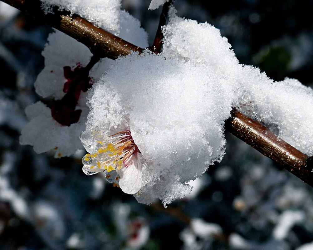 Цветки урюка под снегом-1 - Асылбек Айманов