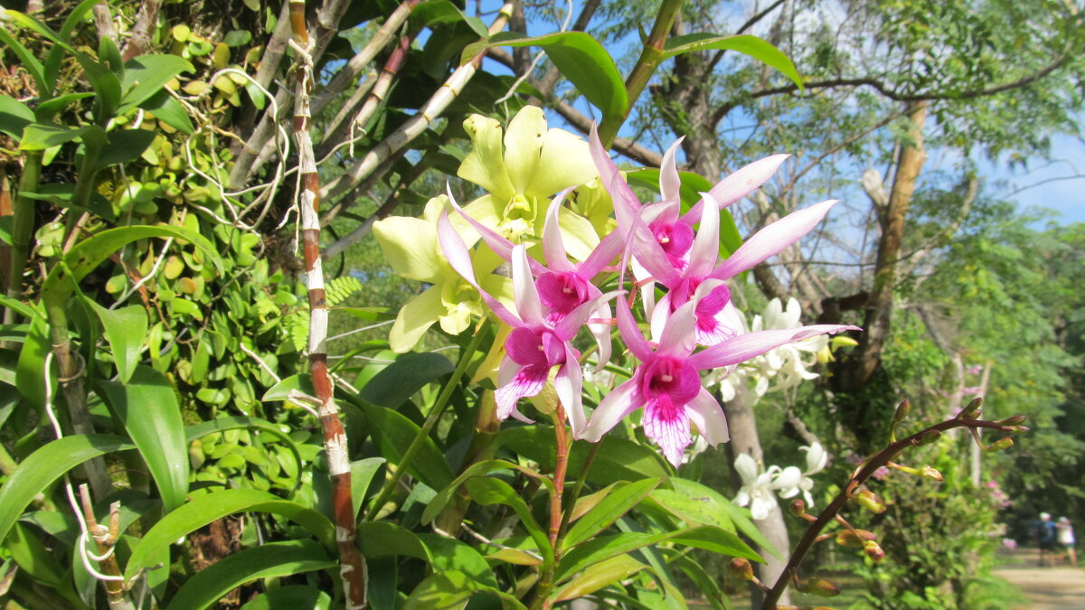 Вьетнам,северные острова,остров орхидей - Елена Шаламова