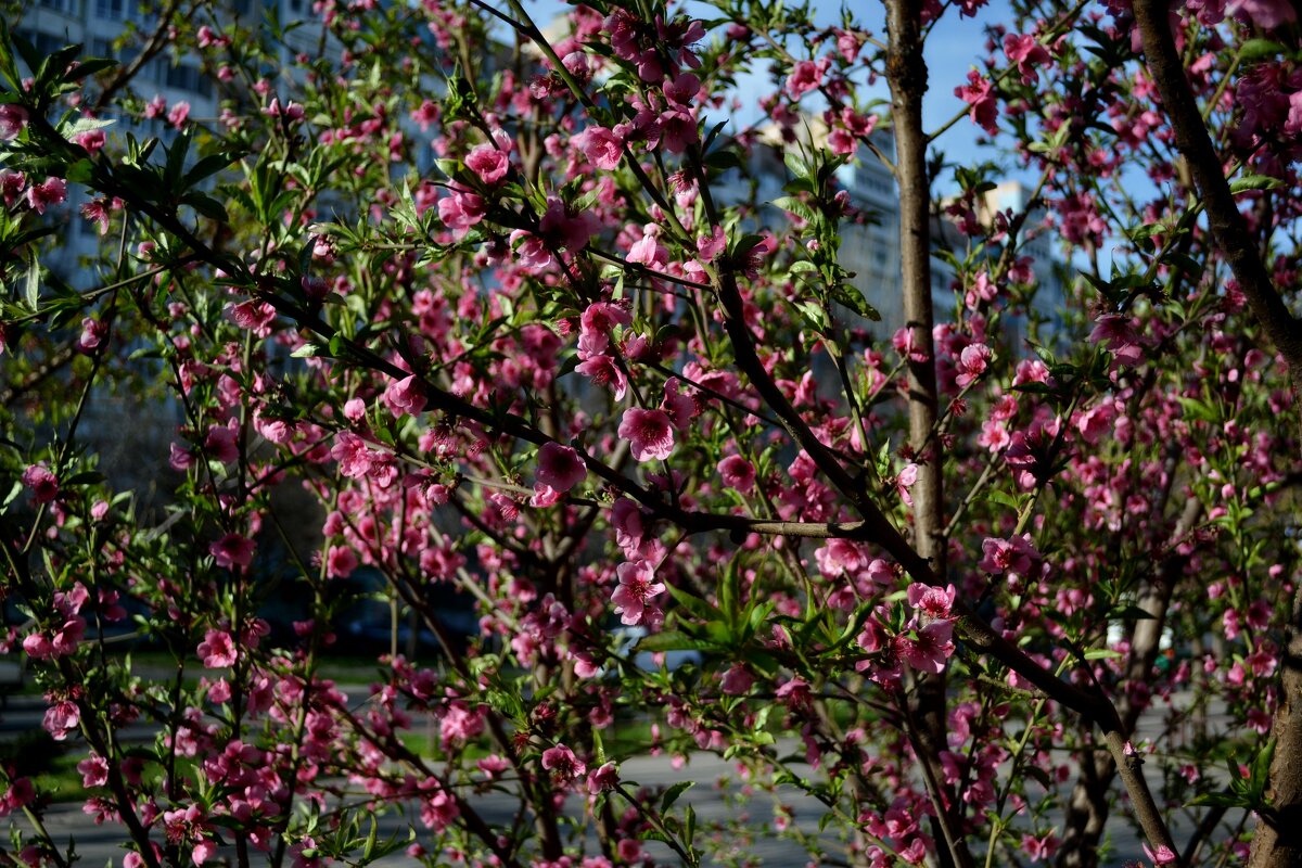 Дерево весной с цветами красивого розового цвета. - sokoban 