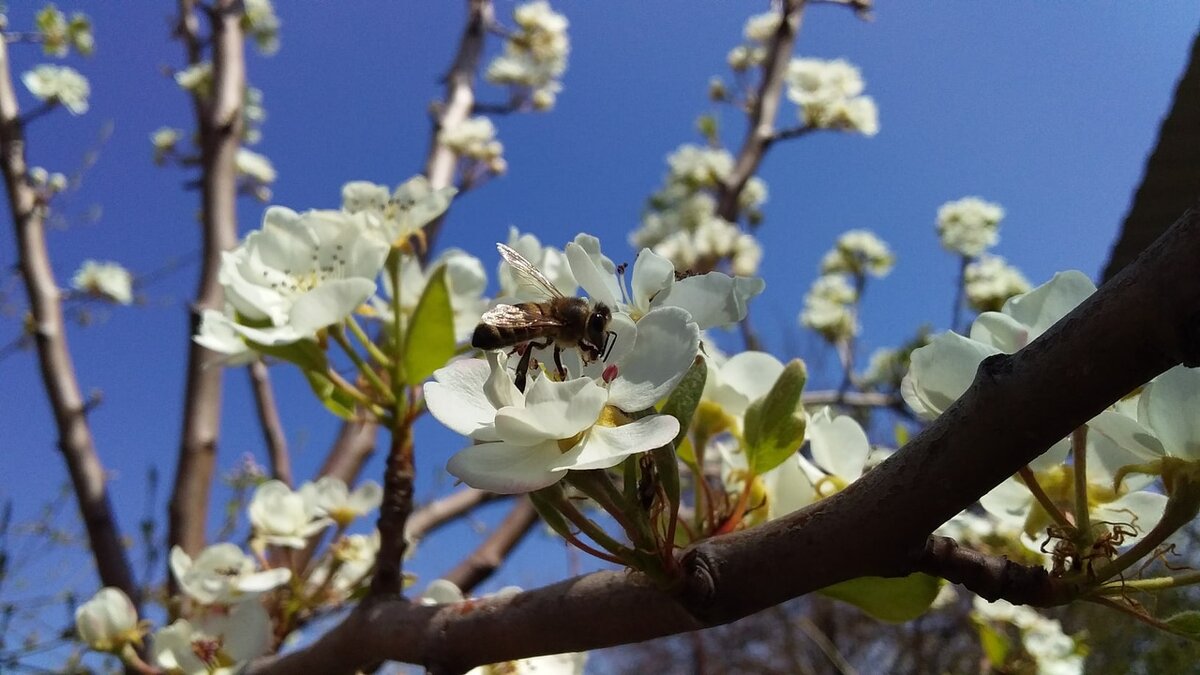 груша и пчелка собирает мёдик - вячеслав коломойцев