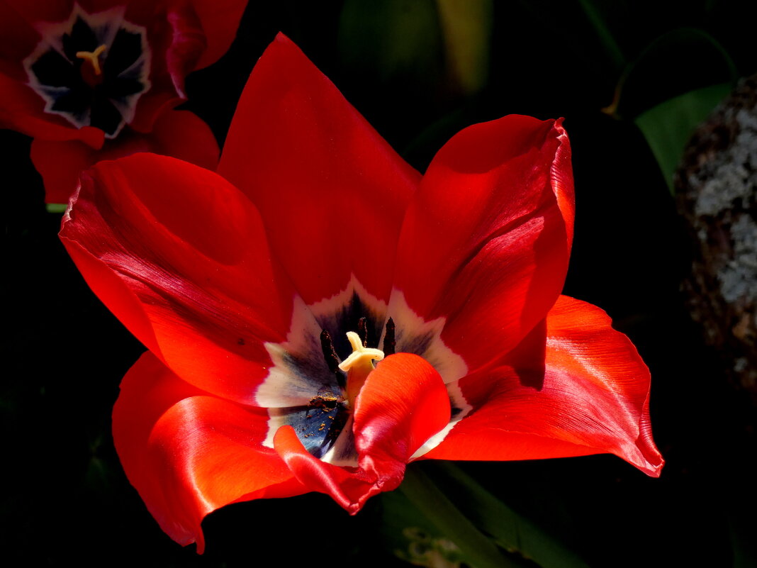 Тюльпаны, свет и тень - Heinz Thorns