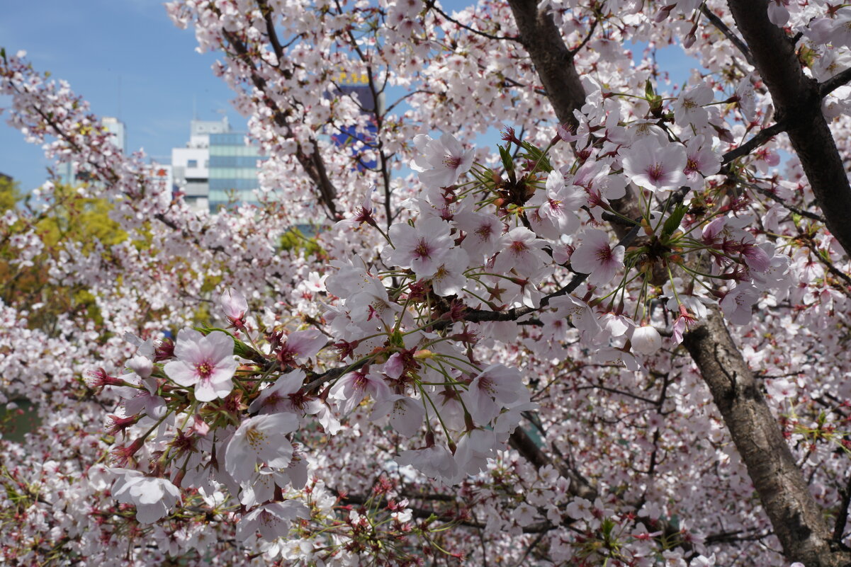 Цветение сакуры, Осака, Япония - Иван Литвинов