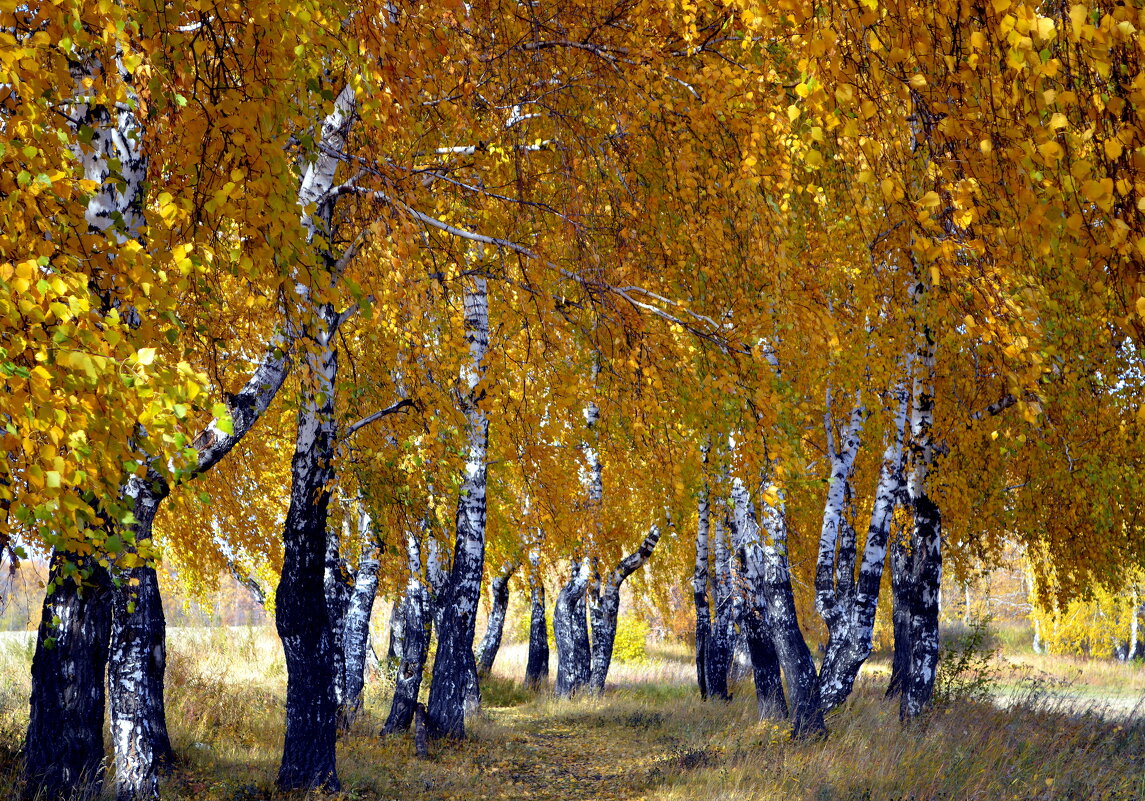 Осень золотая - Татьяна Лютаева