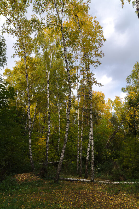 шумят берез златые главы - Лариса *