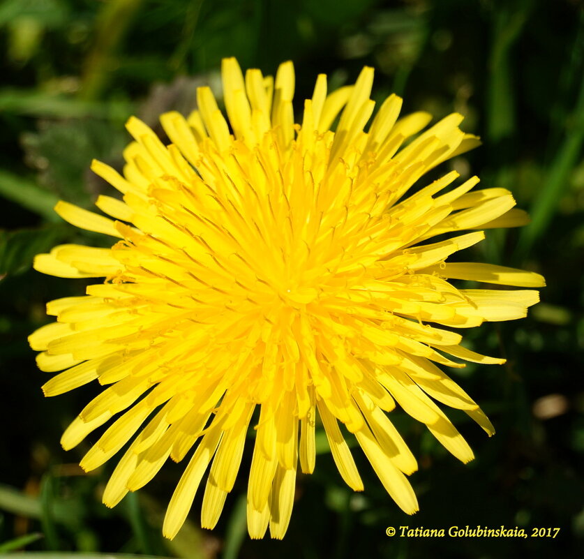 Dandelions. Одуванчики. - Tatiana Golubinskaia