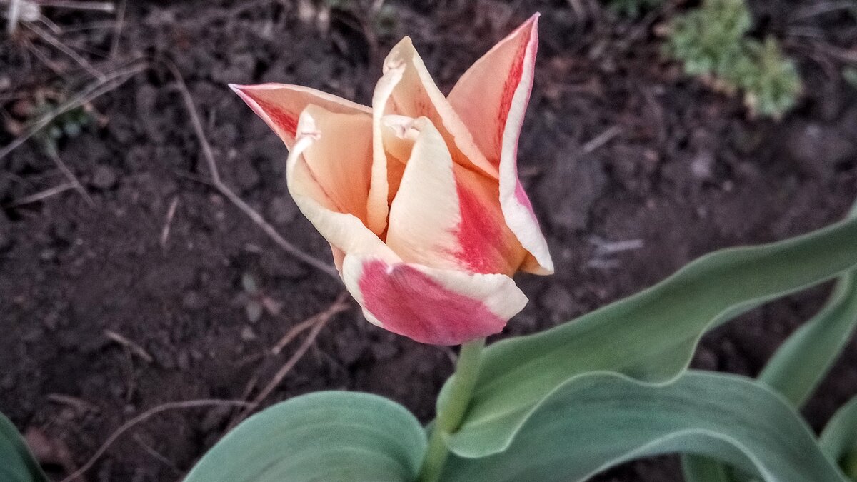Весной тюльпаны особенно хороши. - Серж Поветкин