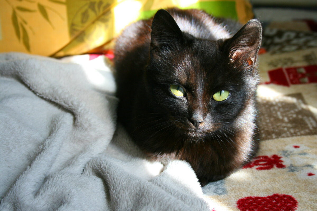 Black cat - Анастасия 