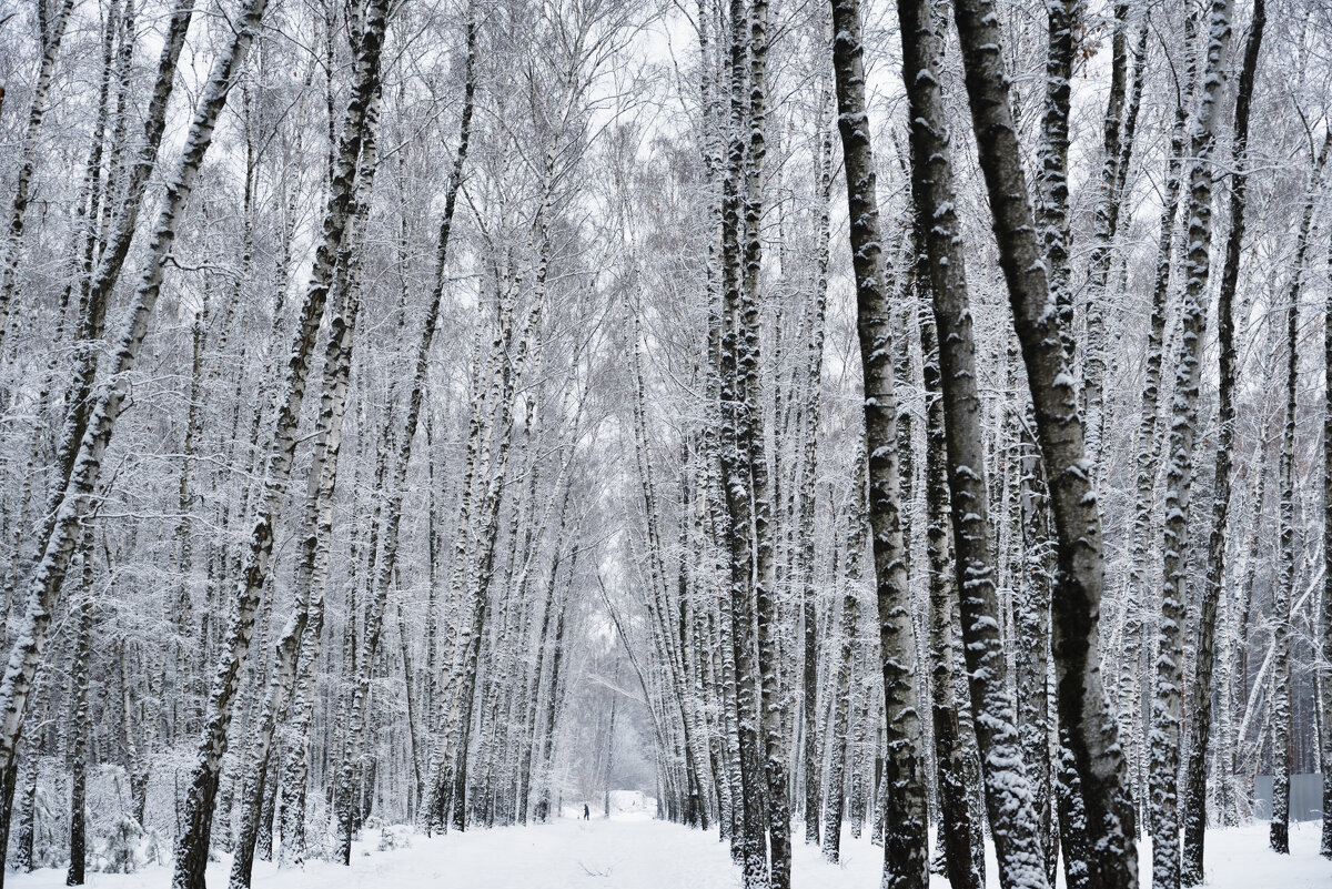 Дама с собачкой в лесу за два часа до снегопада в каком-то декабре. - Юрий Воронов