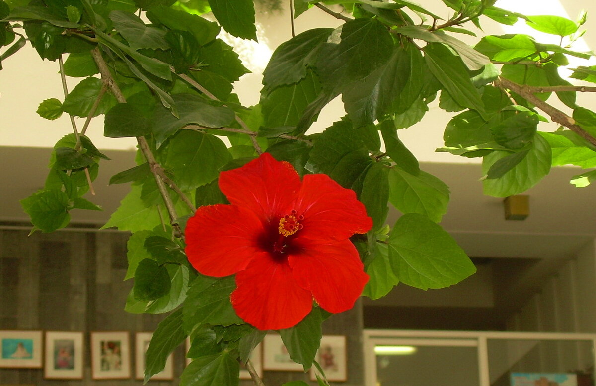 Гибискус комнатный (китайская роза), как интерьер в библиотеке - Татьяна Р 