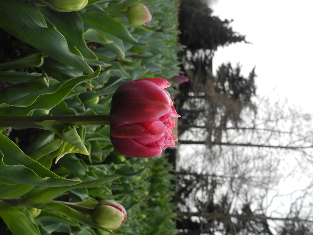 Тюльпаны - Любовь 