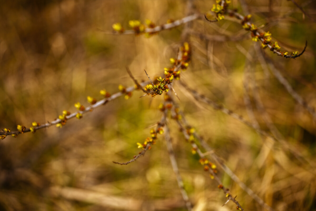 Nature - Марианна Привроцкая www.zadnipryanaya.ru