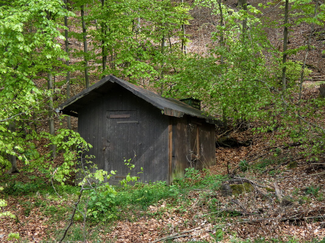 Хижина в лесу: законно ли строить дом вдали от людей