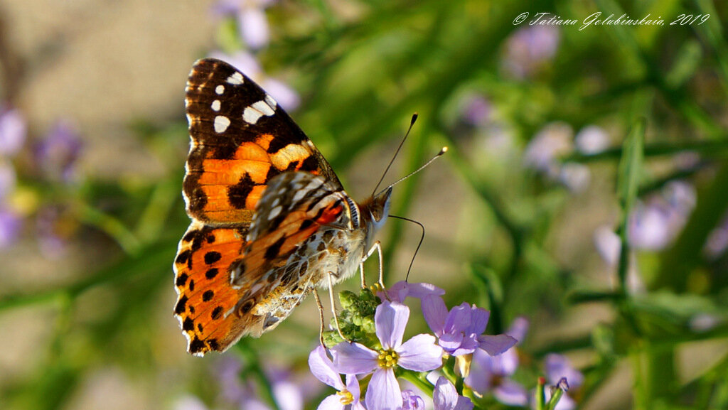 Бабочки в августе - Tatiana Golubinskaia