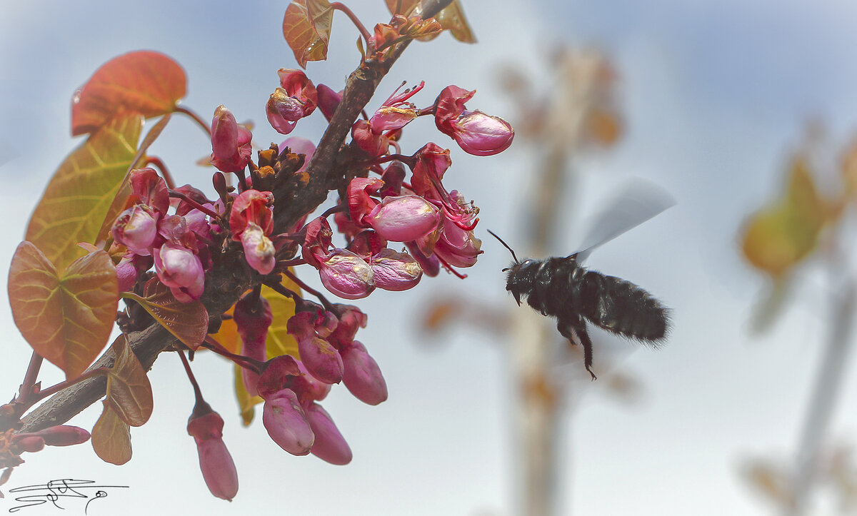 Отцветающий сад по привычке проведали пчёлы... - Валерий Басыров