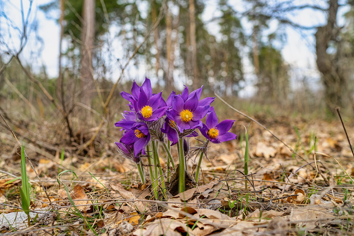 Весна - Алексей Головин