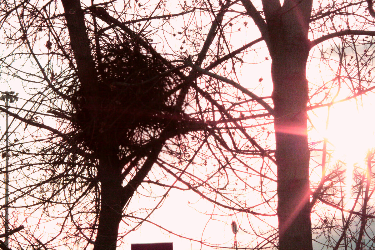 Гнездо на закате - James Deppart