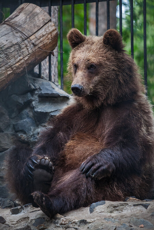 *** - Владимир Габов