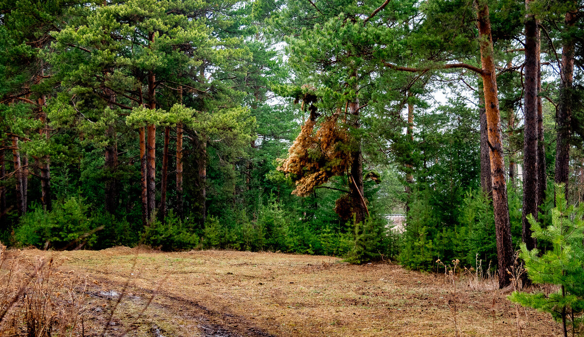 Лес - егор 