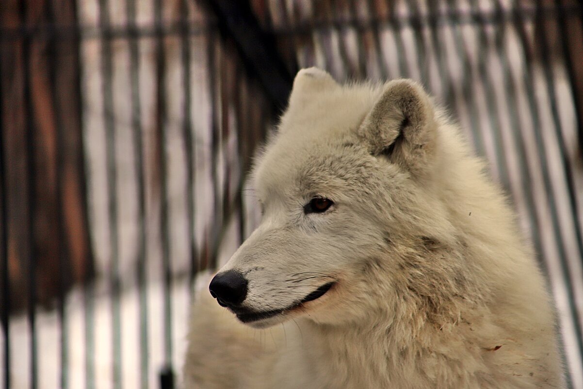 Волк полярный - аркадий 