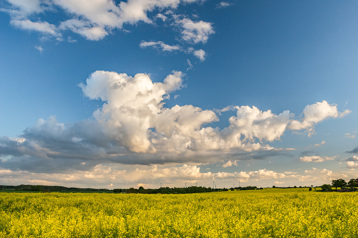Облака и рапсовое поле - Aleksandr Papkov