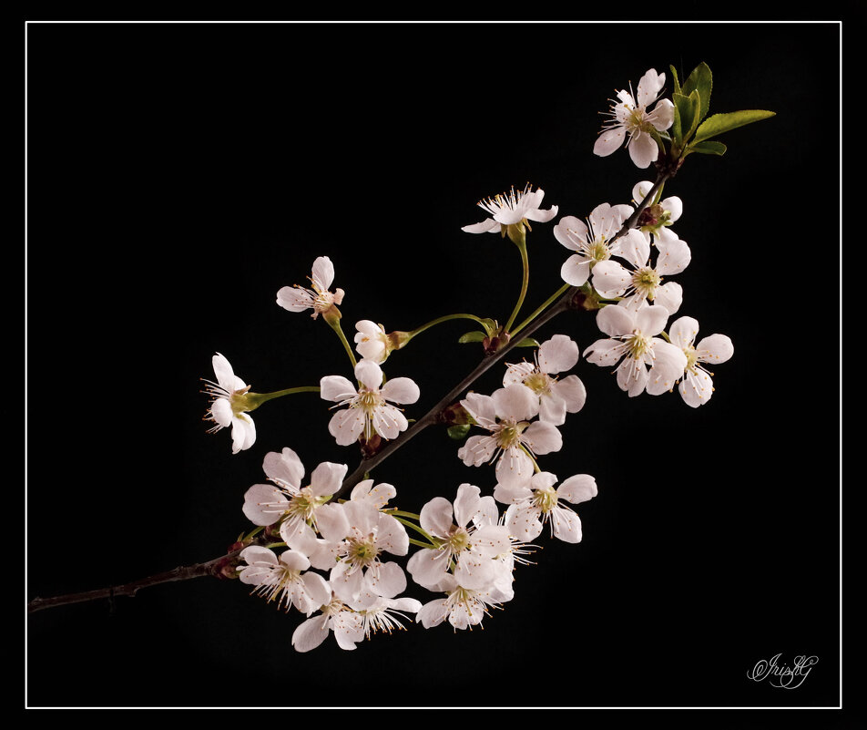Весенние цветы - Irene Irene