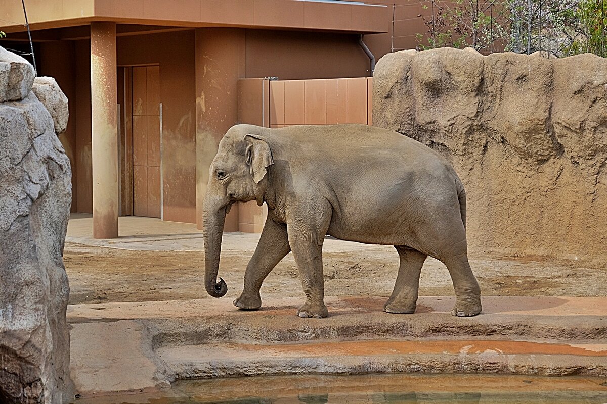 Зоопарк Higashiyama Zoo Нагоя Япония - wea *