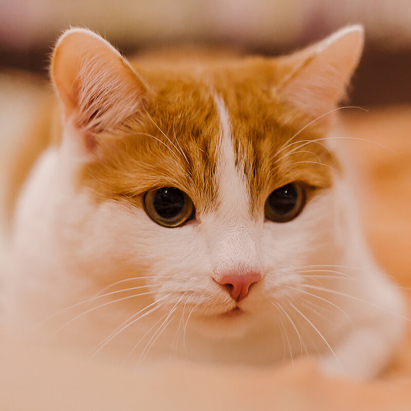 Рыжий кот - Ольга Рожкова