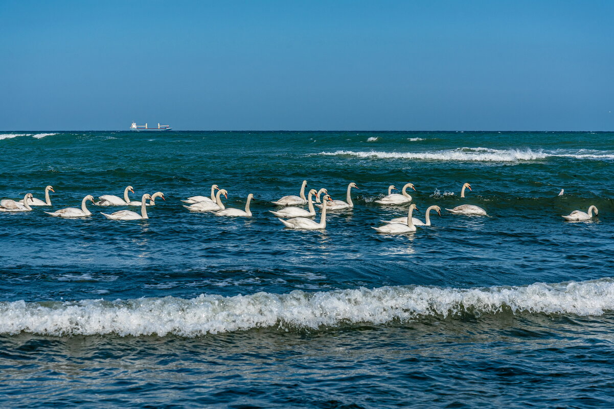 Swans on the sea - Олег Шендерюк