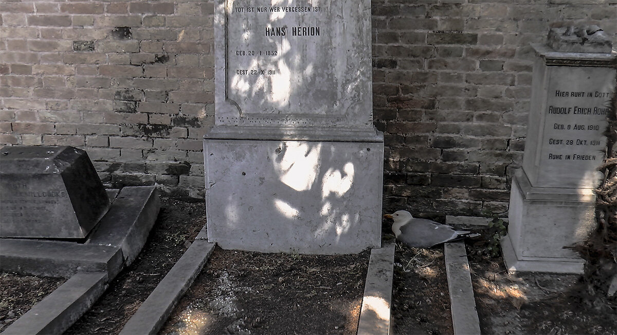 Venezia. Gabbiano sul nido tra le tombe del cimitero di Isola San Michele. - Игорь Олегович Кравченко