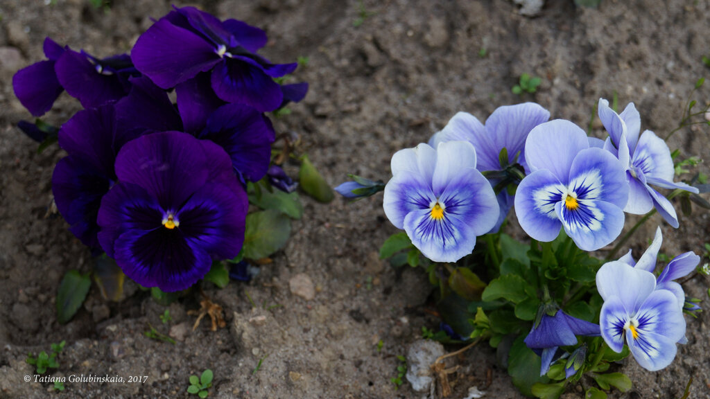 A flower bed. Pansies (kiss-me-quick) - Tatiana Golubinskaia