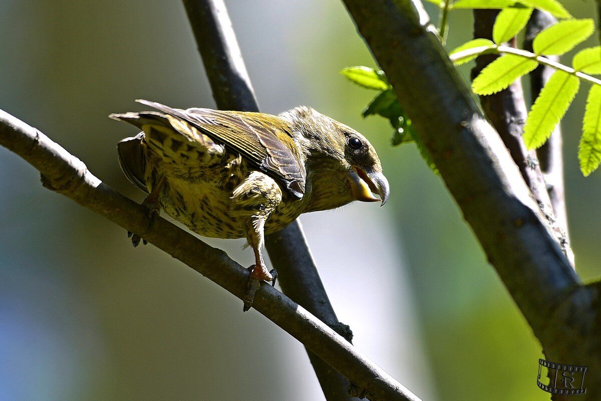 Клёст - romka .