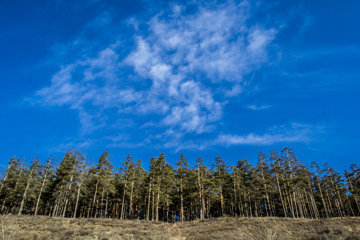 Forest stretching towards a dark blue sky - Roman Griev