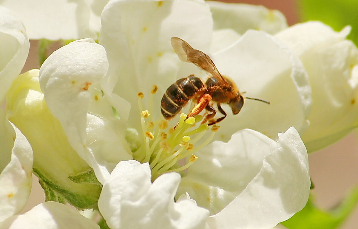 Первая пчела - Александр Чеботарь