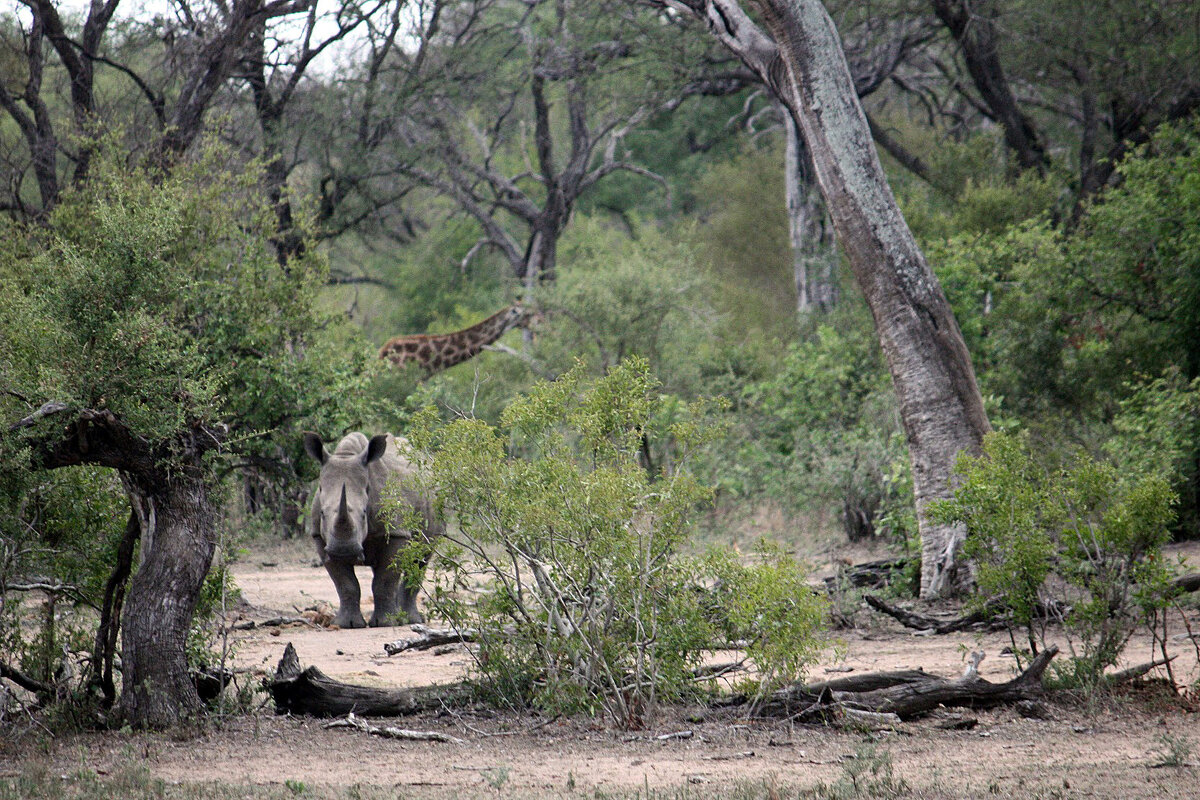 White Rhino - John Anthony Forbes