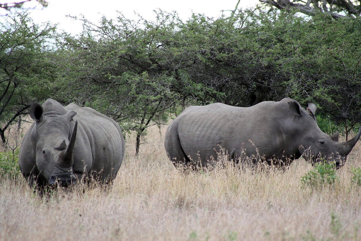 White Rhino - John Anthony Forbes