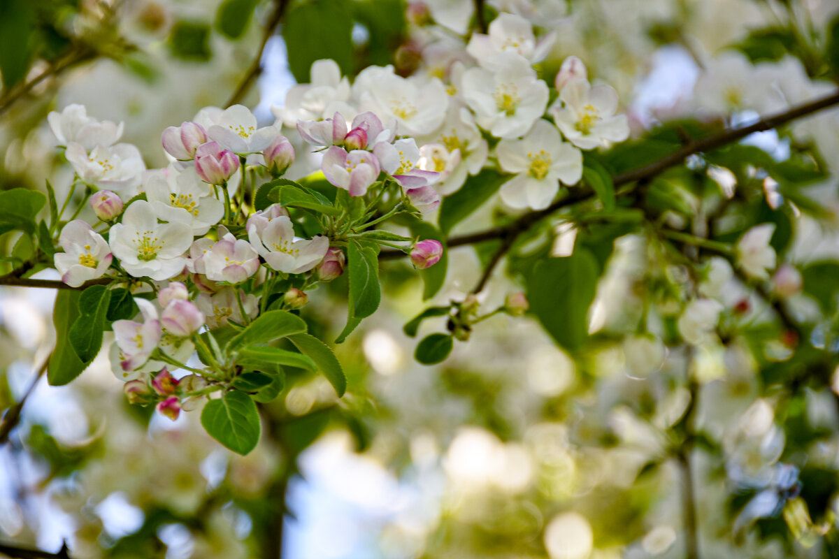 Яблони в цвету - Ольга Хорьякова