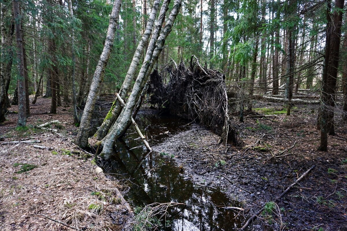 Призрачный лес Швеции - wea *
