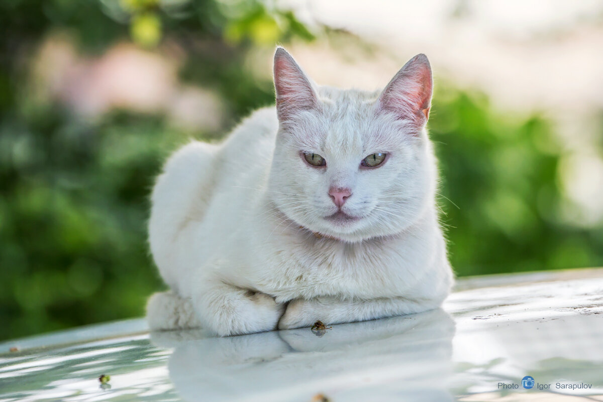 Белый кот и белый капот - Игорь Сарапулов