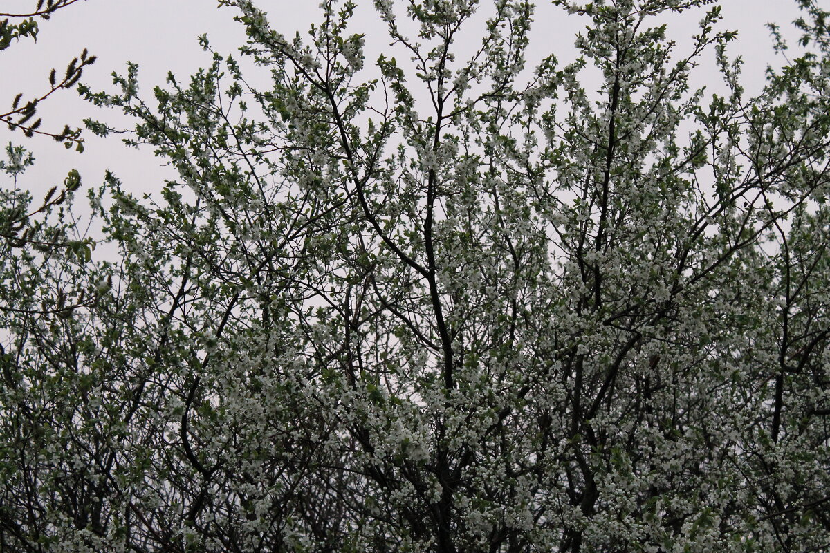 Цветущий куст вишни - Егор 